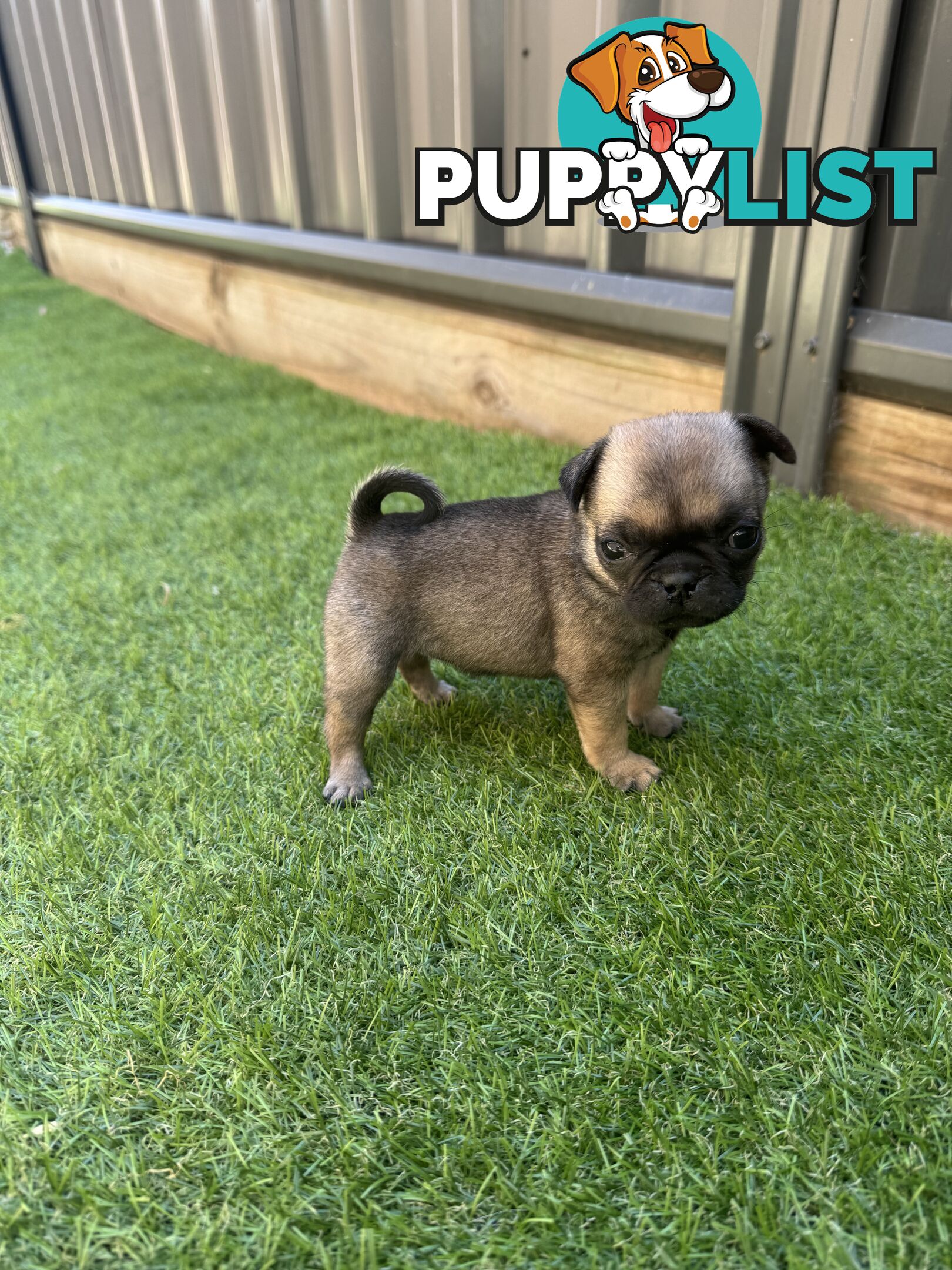 Adorable Purebred Pug puppies!