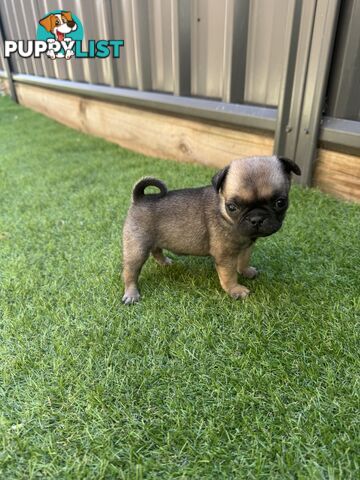 Adorable Purebred Pug puppies!