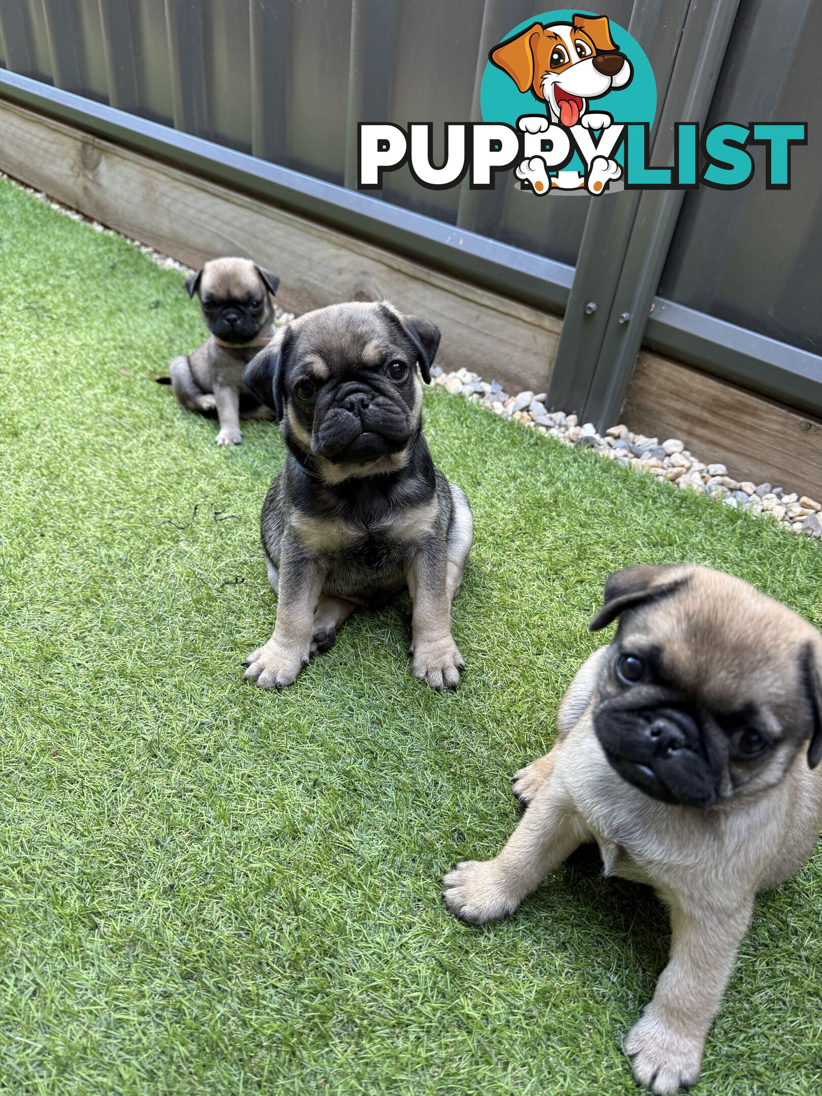 Adorable Purebred Pug puppies!