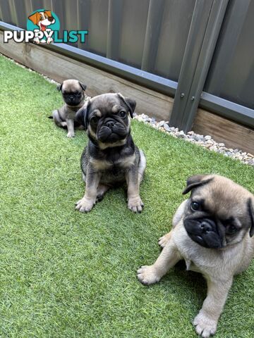 Adorable Purebred Pug puppies!