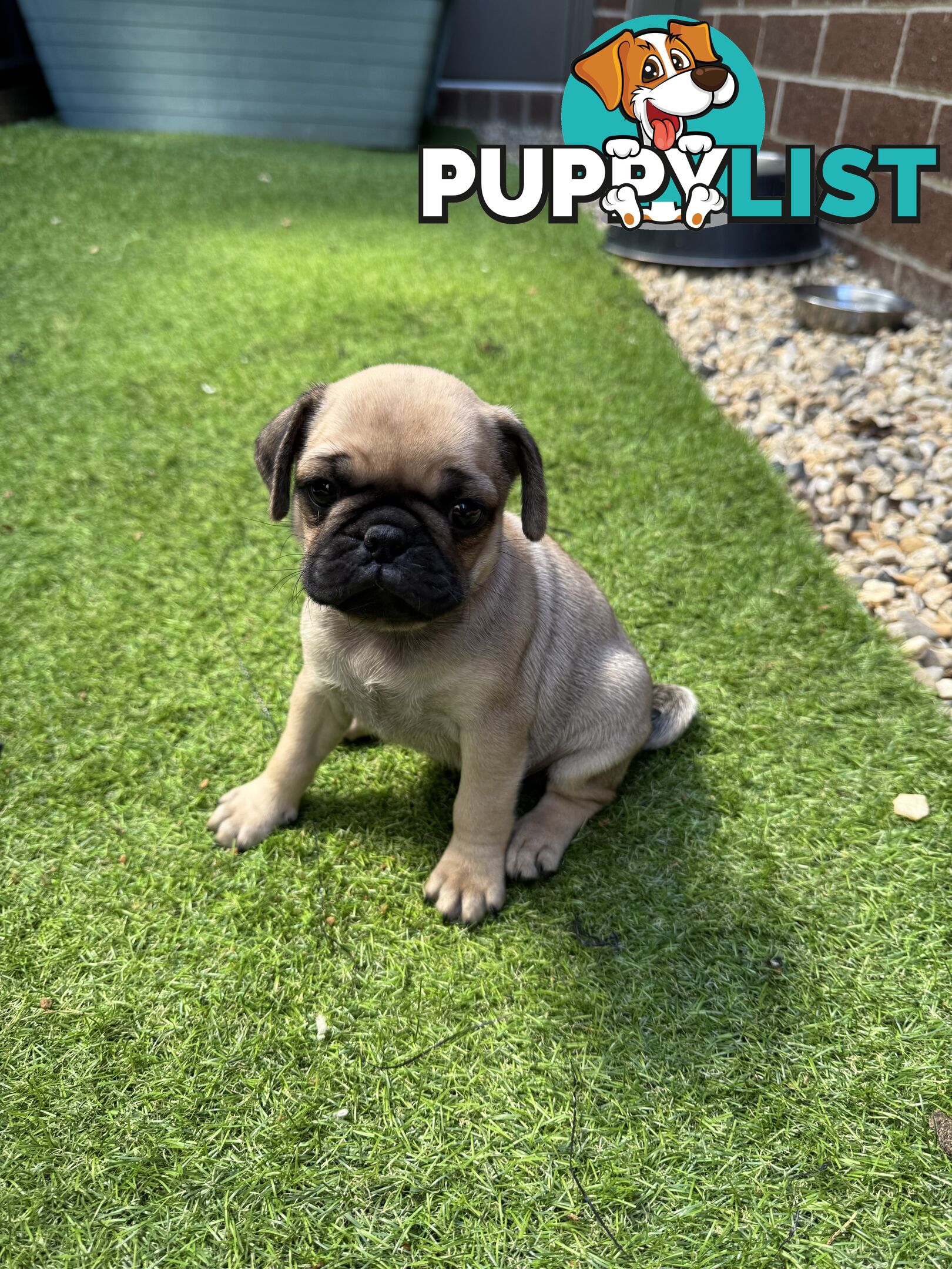 Adorable Purebred Pug puppies!