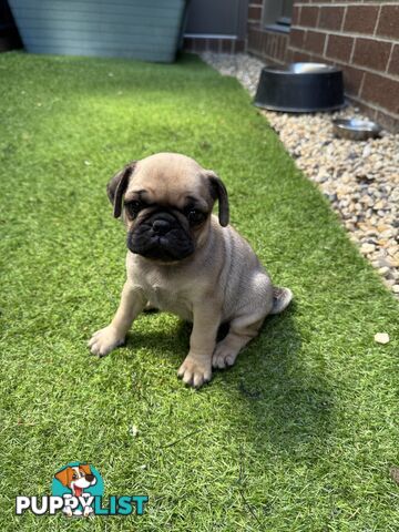 Adorable Purebred Pug puppies!