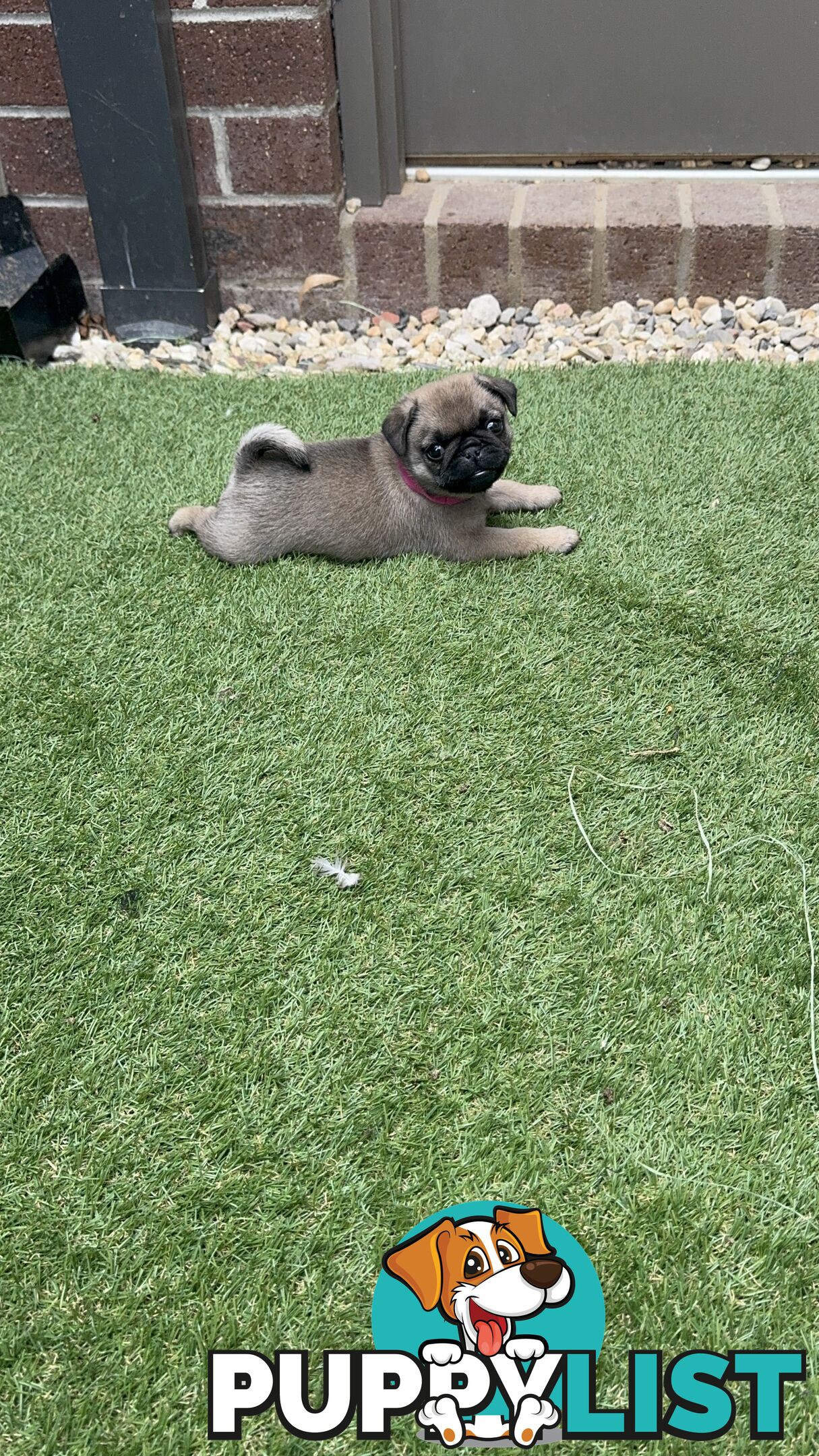 Adorable Purebred Pug puppies!