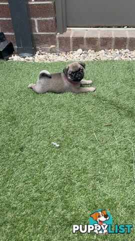 Adorable Purebred Pug puppies!