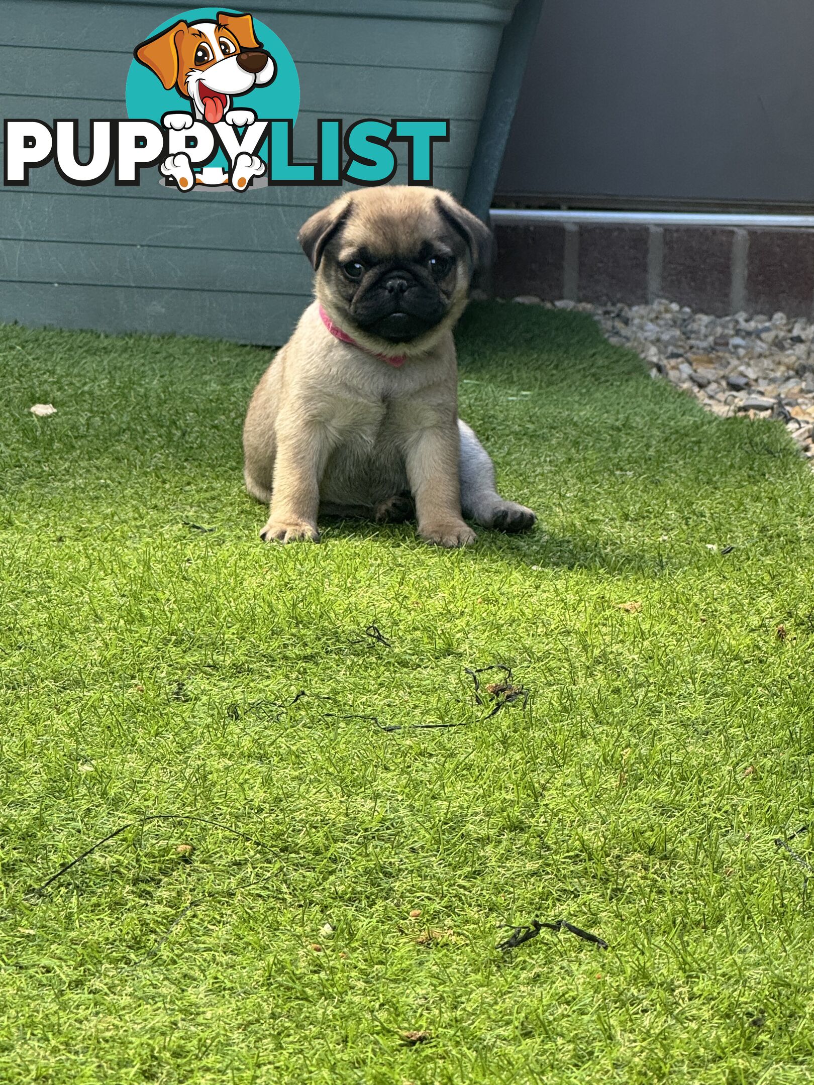 Adorable Purebred Pug puppies!