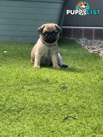 Adorable Purebred Pug puppies!