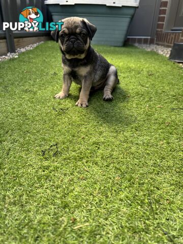 Adorable Purebred Pug puppies!