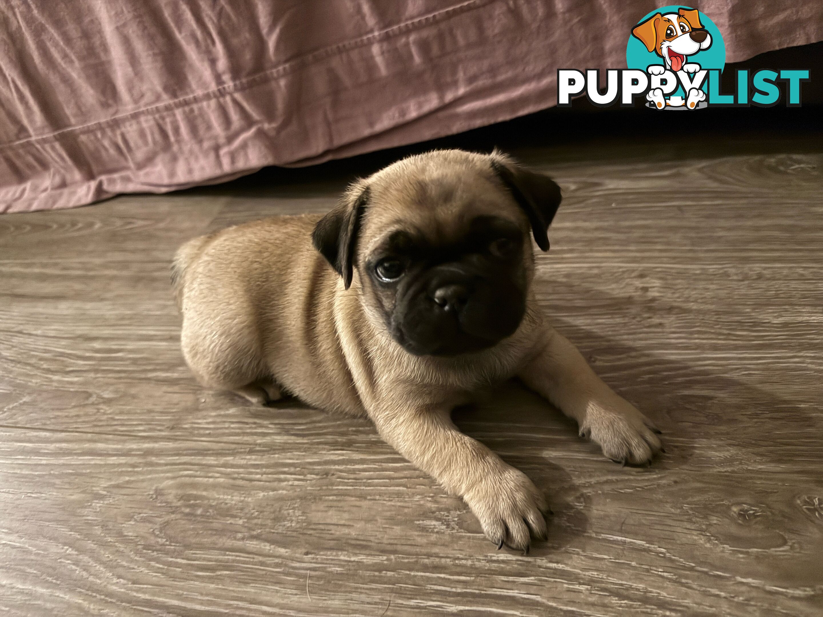 Adorable Purebred Pug puppies!