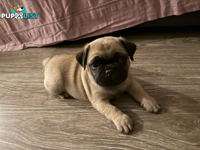 Adorable Purebred Pug puppies!