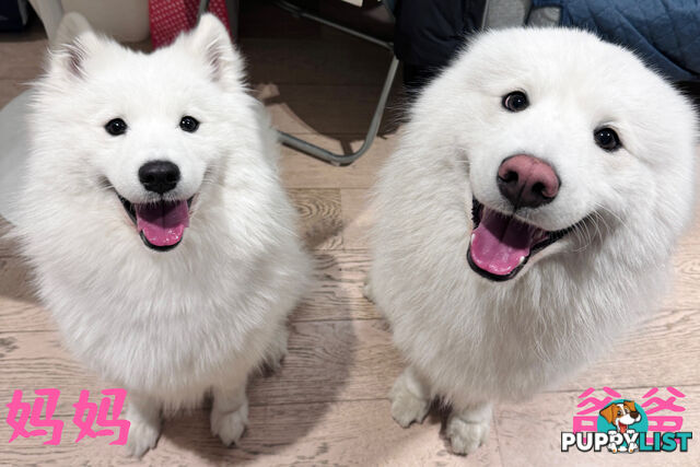 Samoyed Puppy