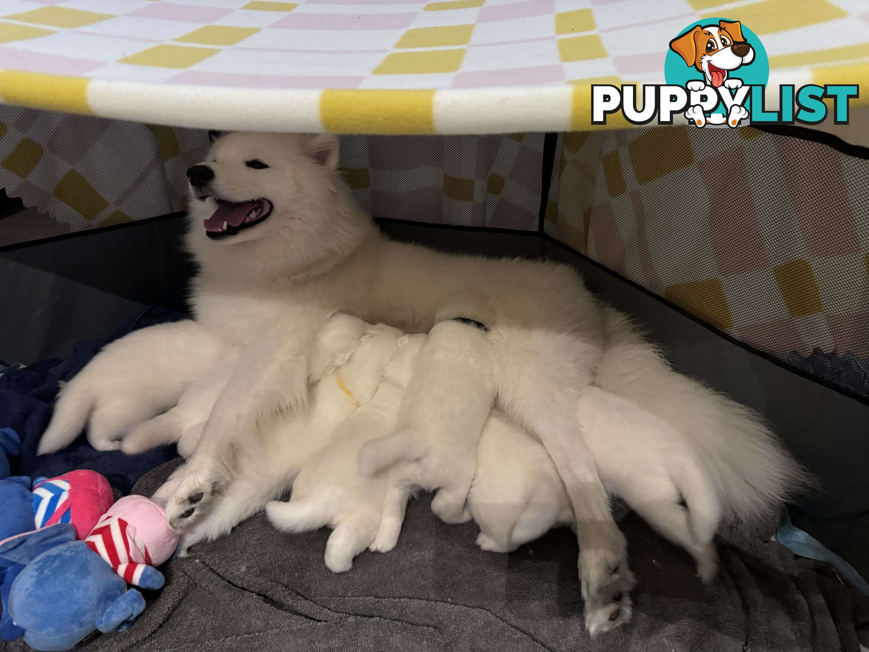 Samoyed Puppy