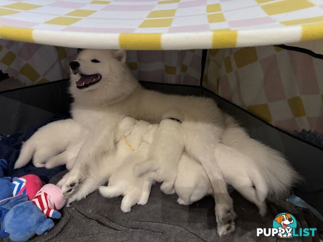 Samoyed Puppy