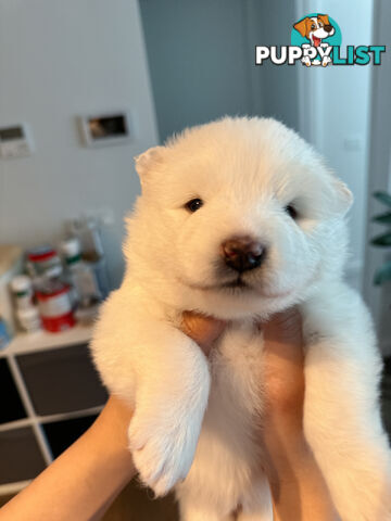 Samoyed Puppy