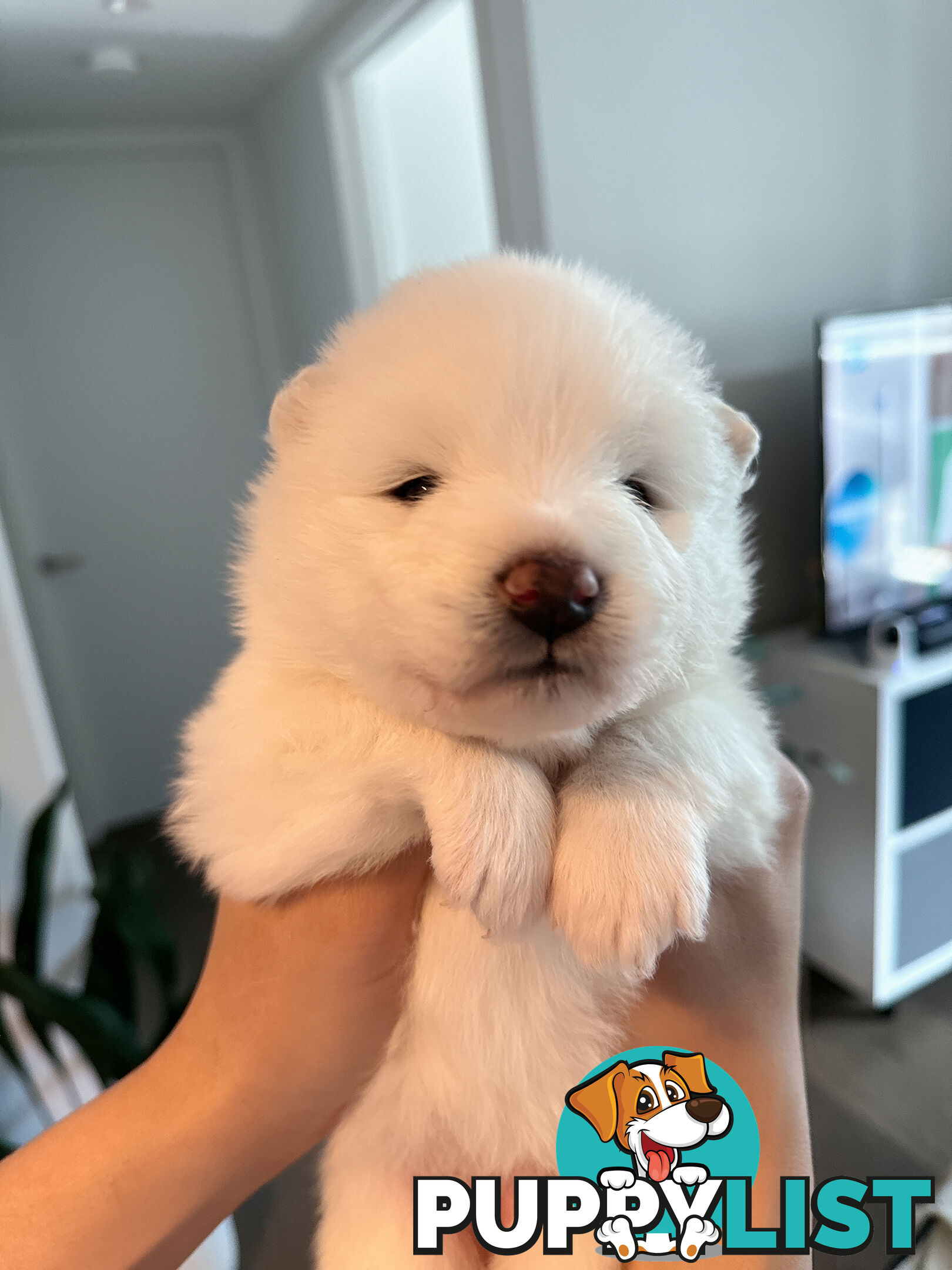 Samoyed Puppy