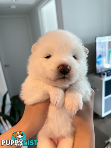 Samoyed Puppy