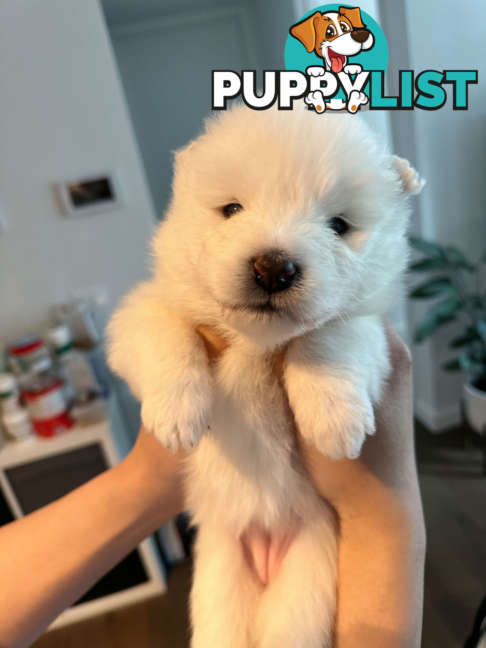 Samoyed Puppy