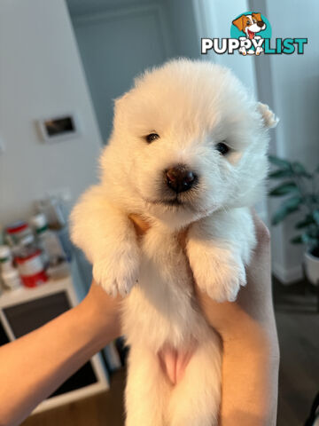 Samoyed Puppy