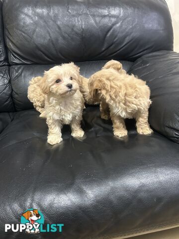 Gorgeous Moodle for Sale