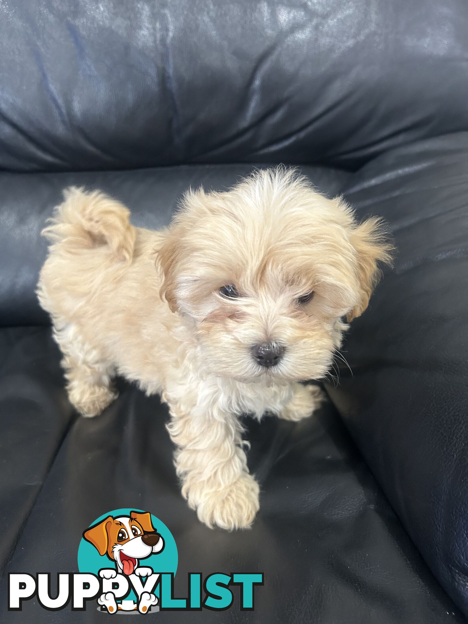 Gorgeous Moodle for Sale