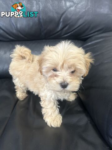 Gorgeous Moodle for Sale