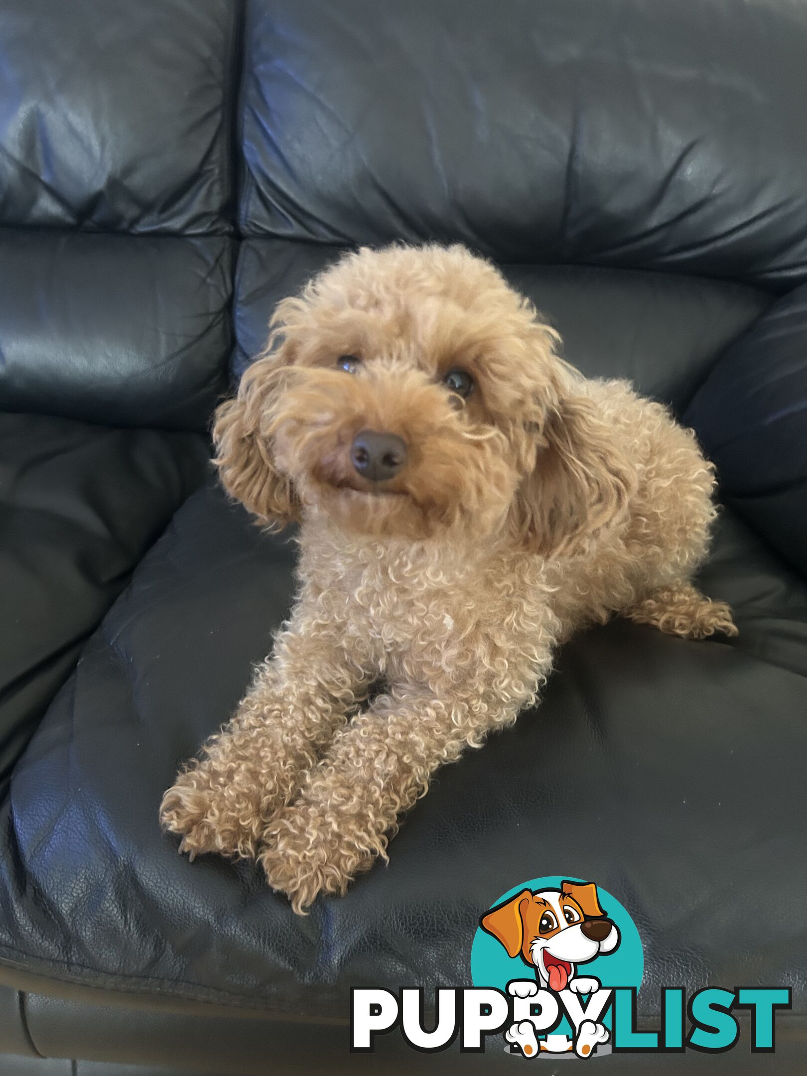 Gorgeous Moodle for Sale