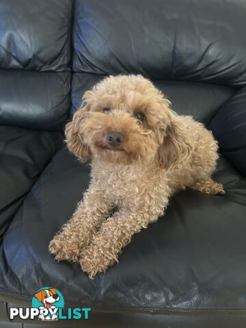 Gorgeous Moodle for Sale