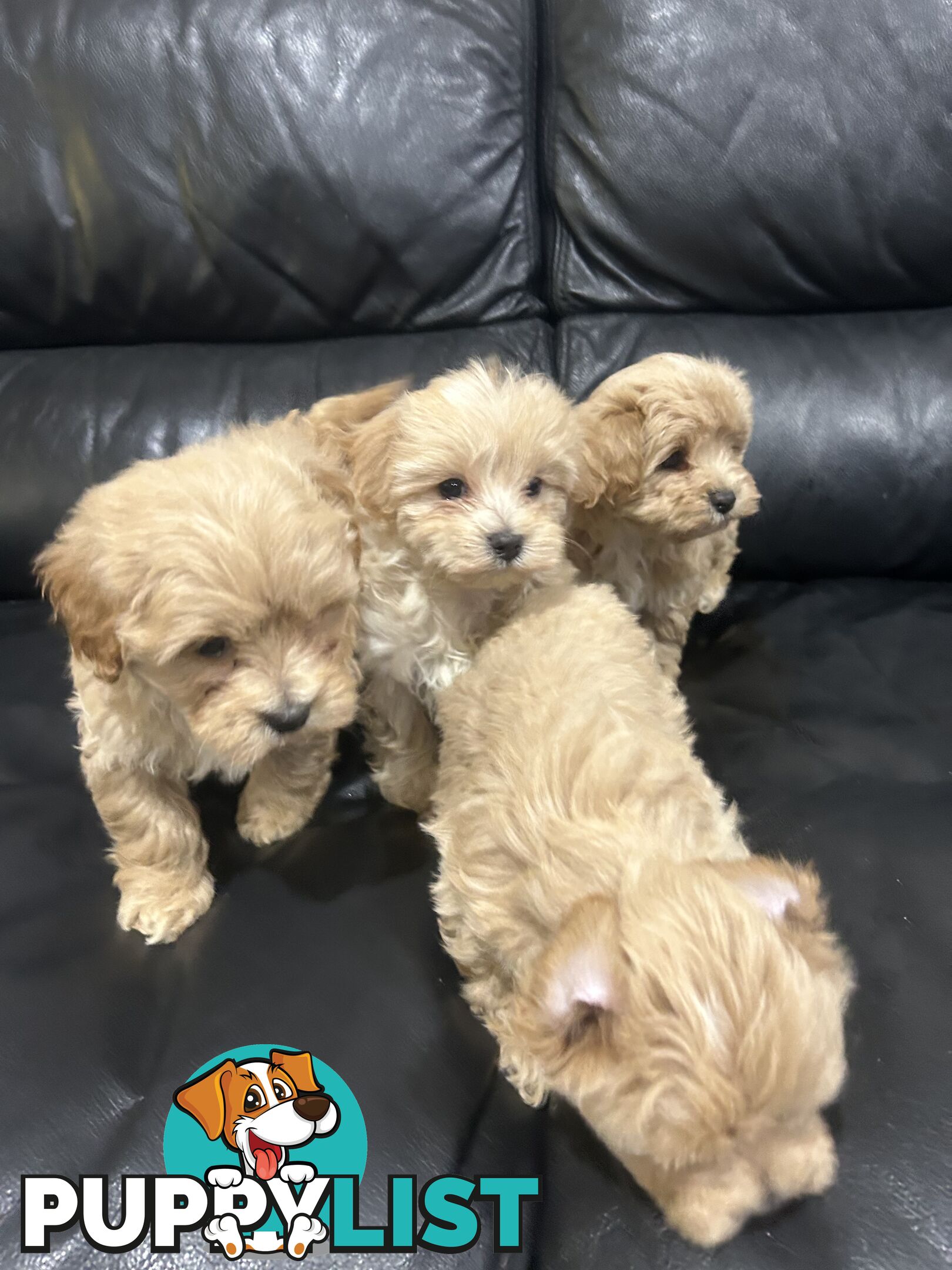 Gorgeous Moodle for Sale