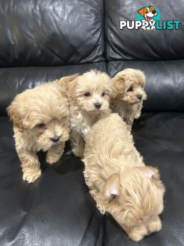 Gorgeous Moodle for Sale