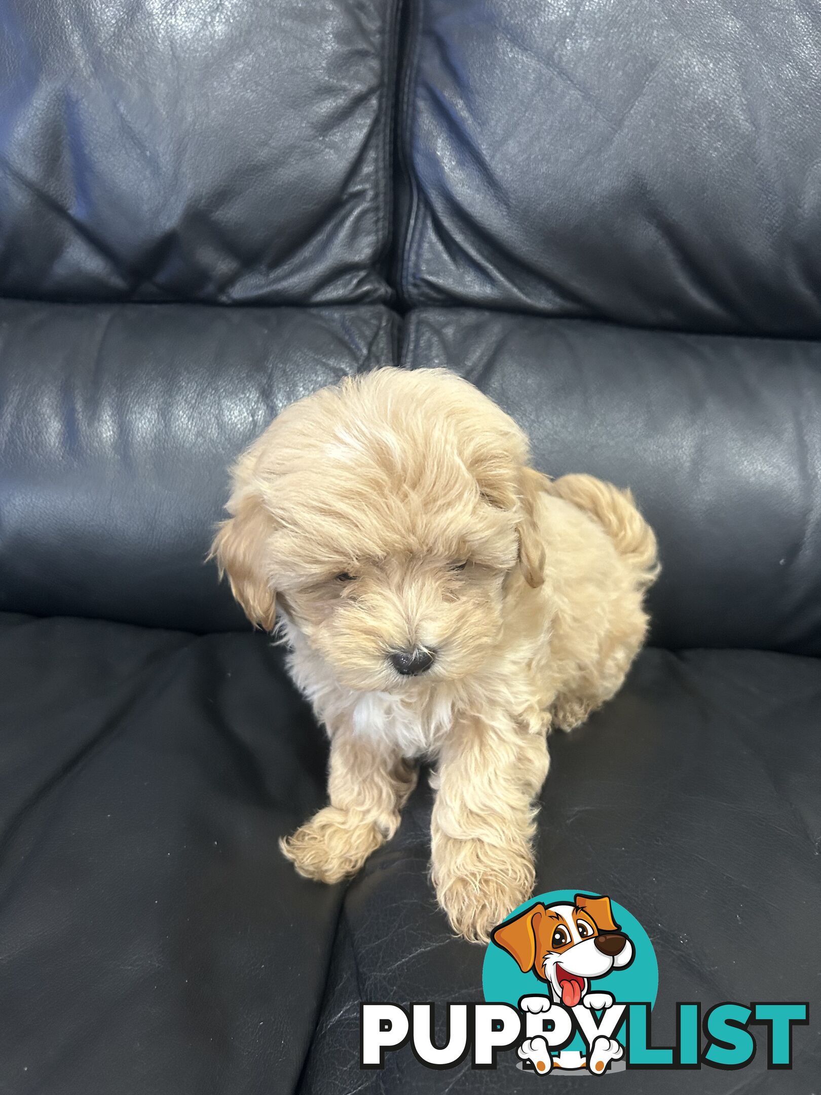 Gorgeous Moodle for Sale