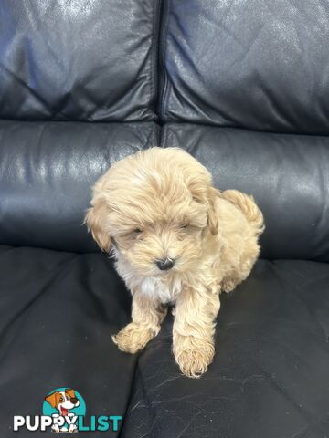 Gorgeous Moodle for Sale