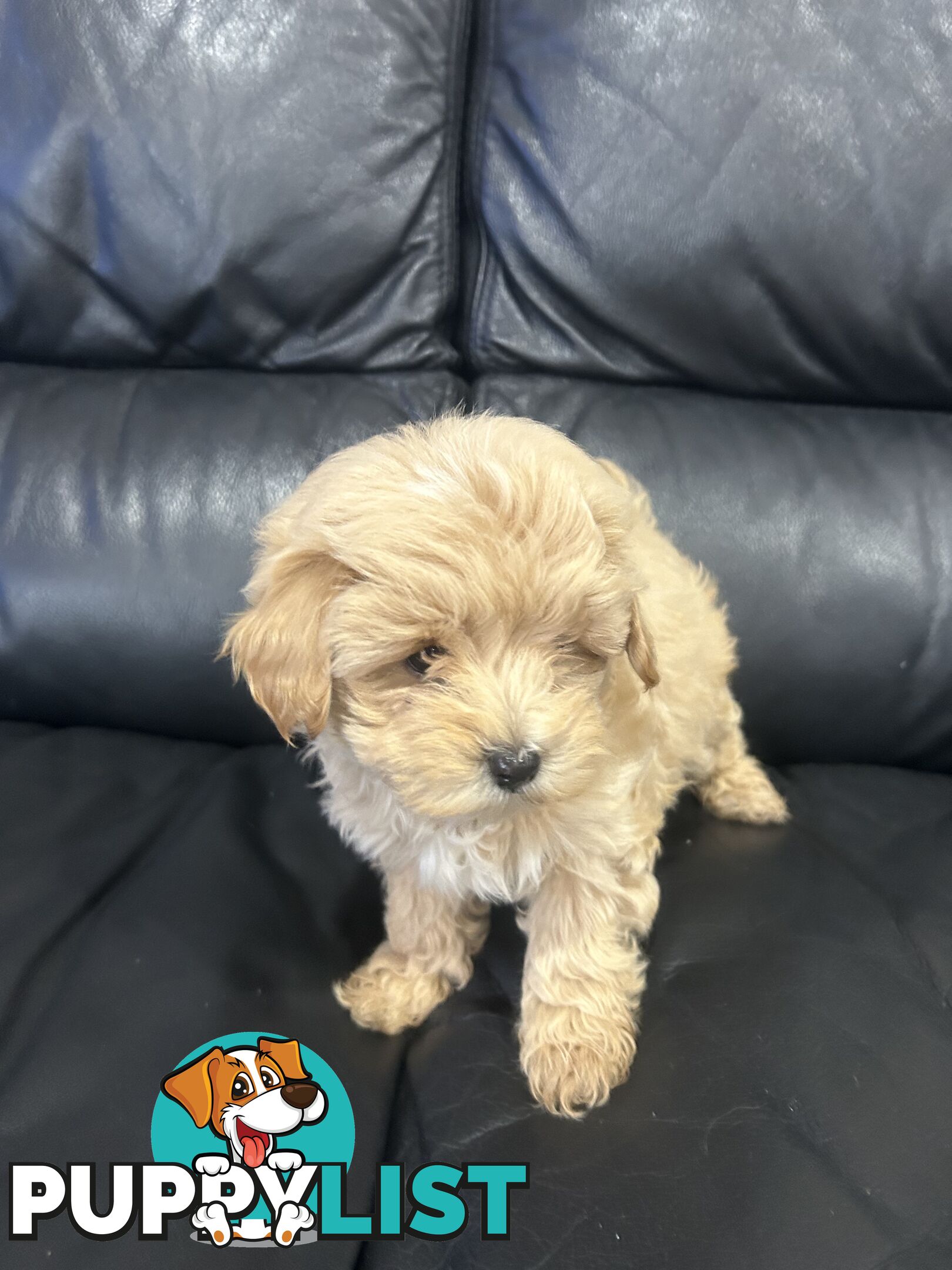 Gorgeous Moodle for Sale