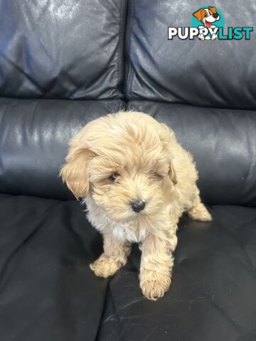 Gorgeous Moodle for Sale