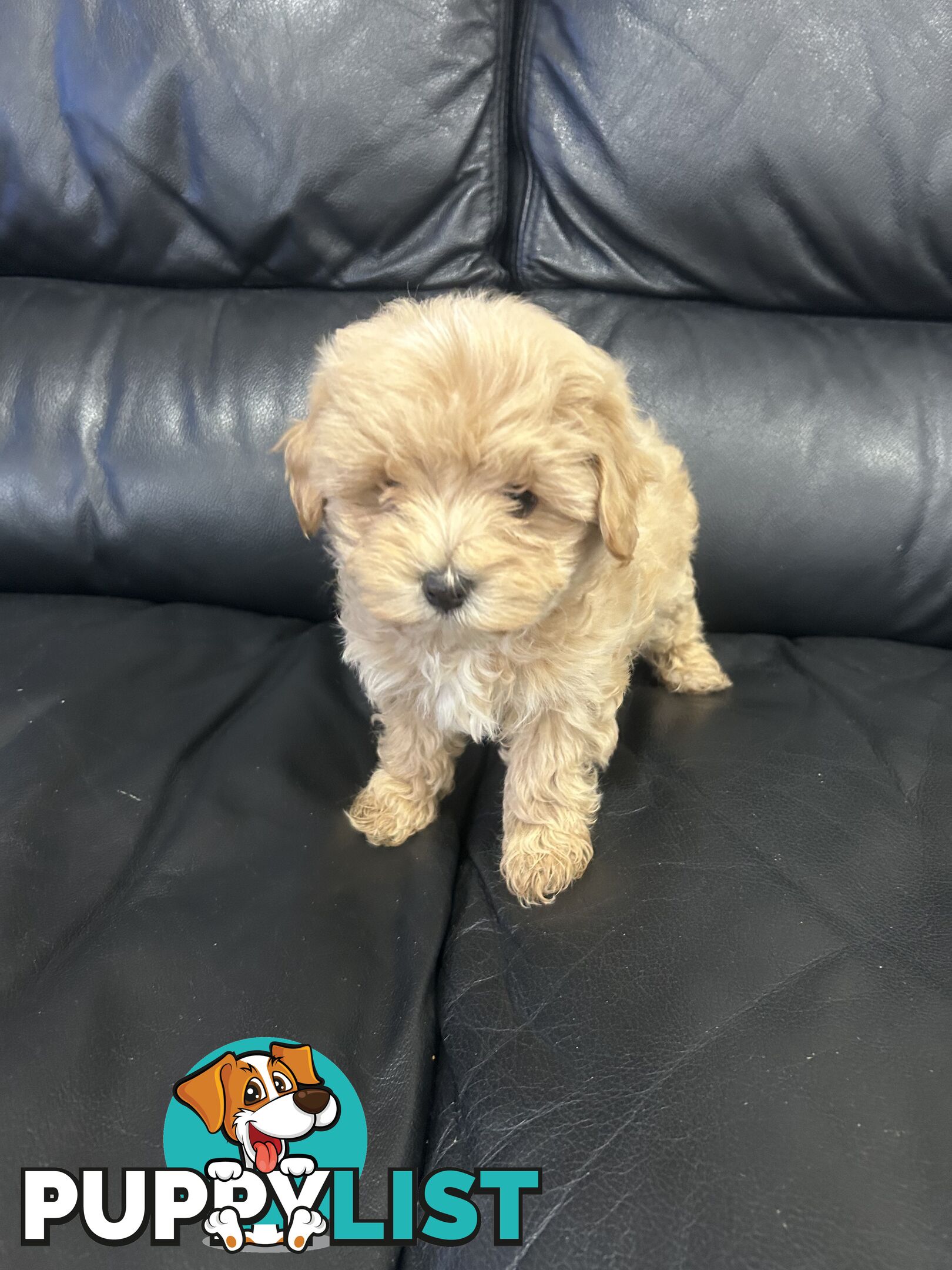Gorgeous Moodle for Sale