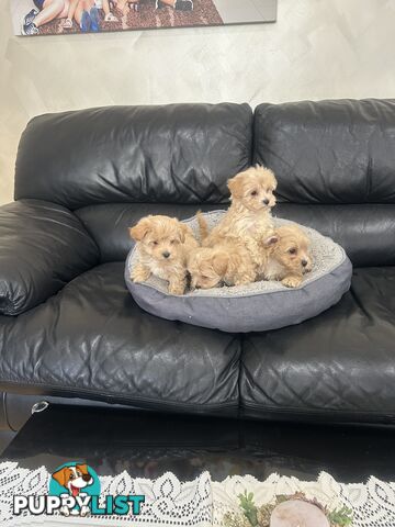 Gorgeous Moodle for Sale