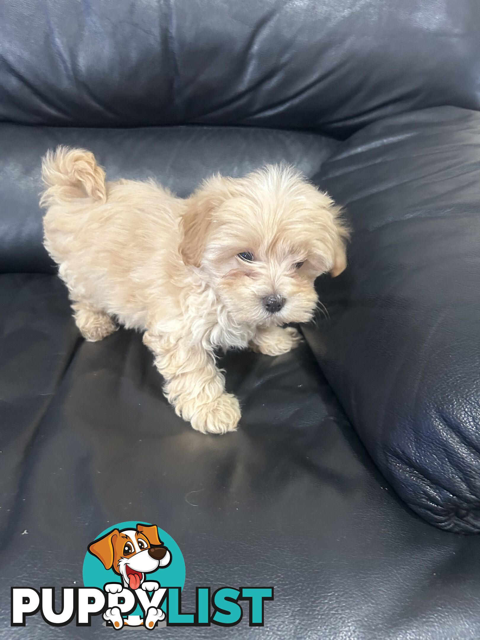 Gorgeous Moodle for Sale