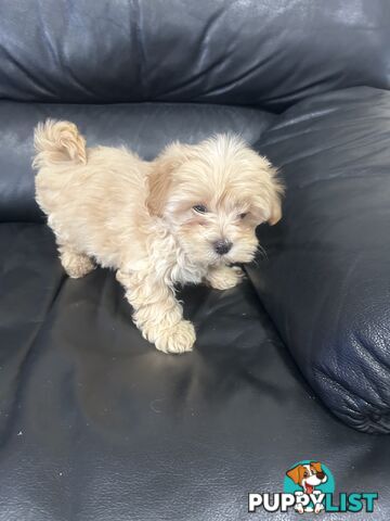 Gorgeous Moodle for Sale