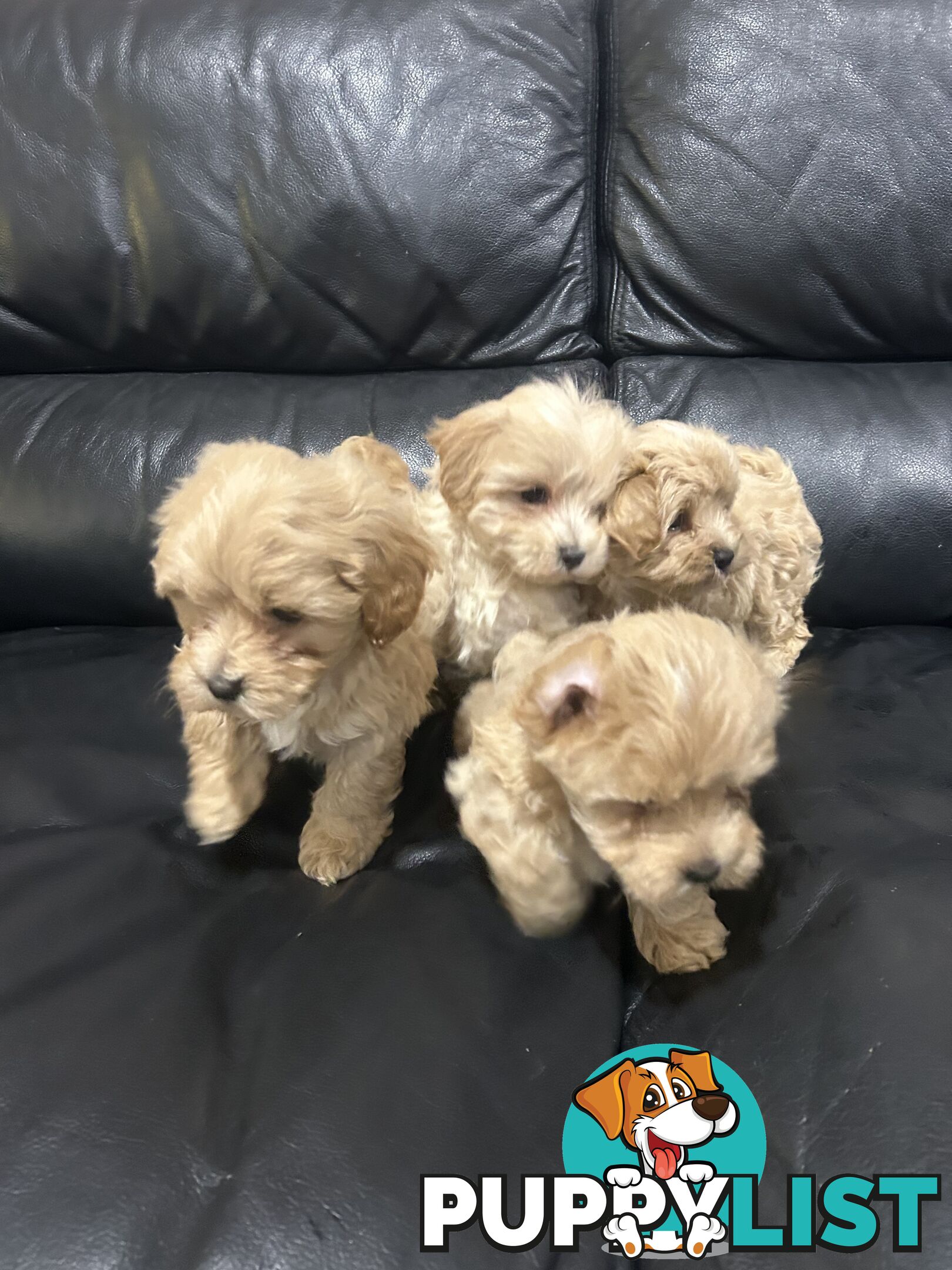 Gorgeous Moodle for Sale