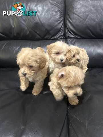 Gorgeous Moodle for Sale