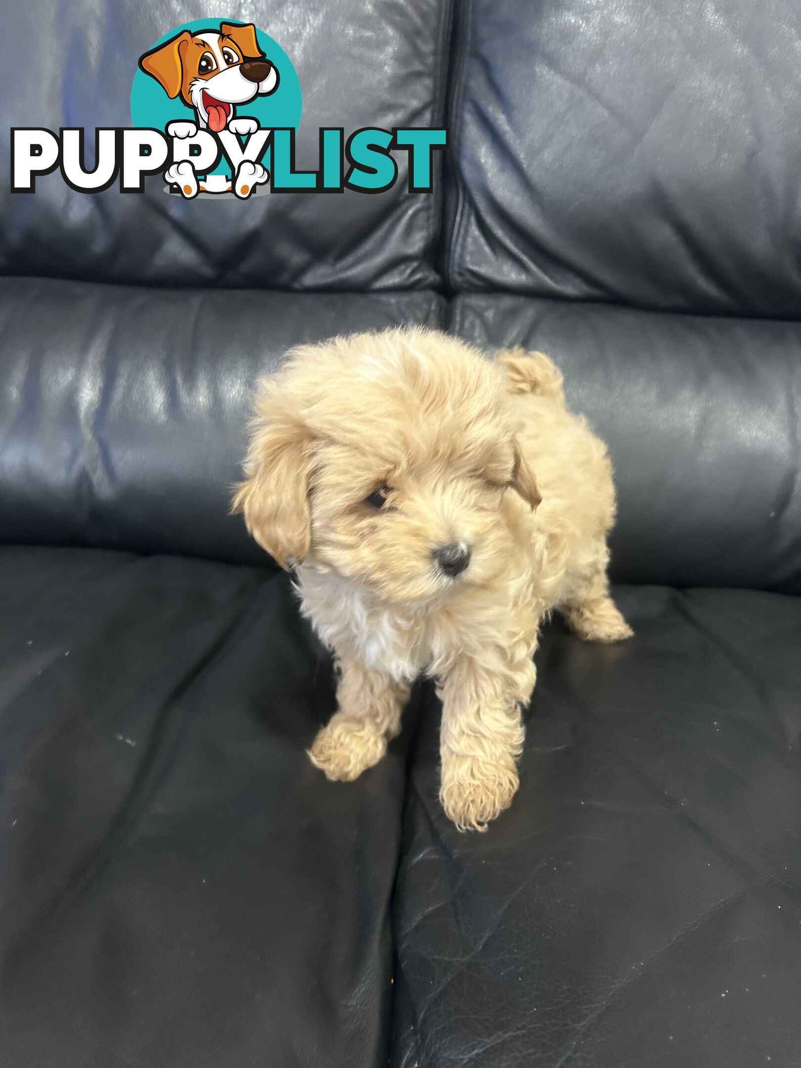 Gorgeous Moodle for Sale