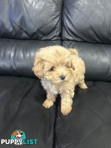 Gorgeous Moodle for Sale