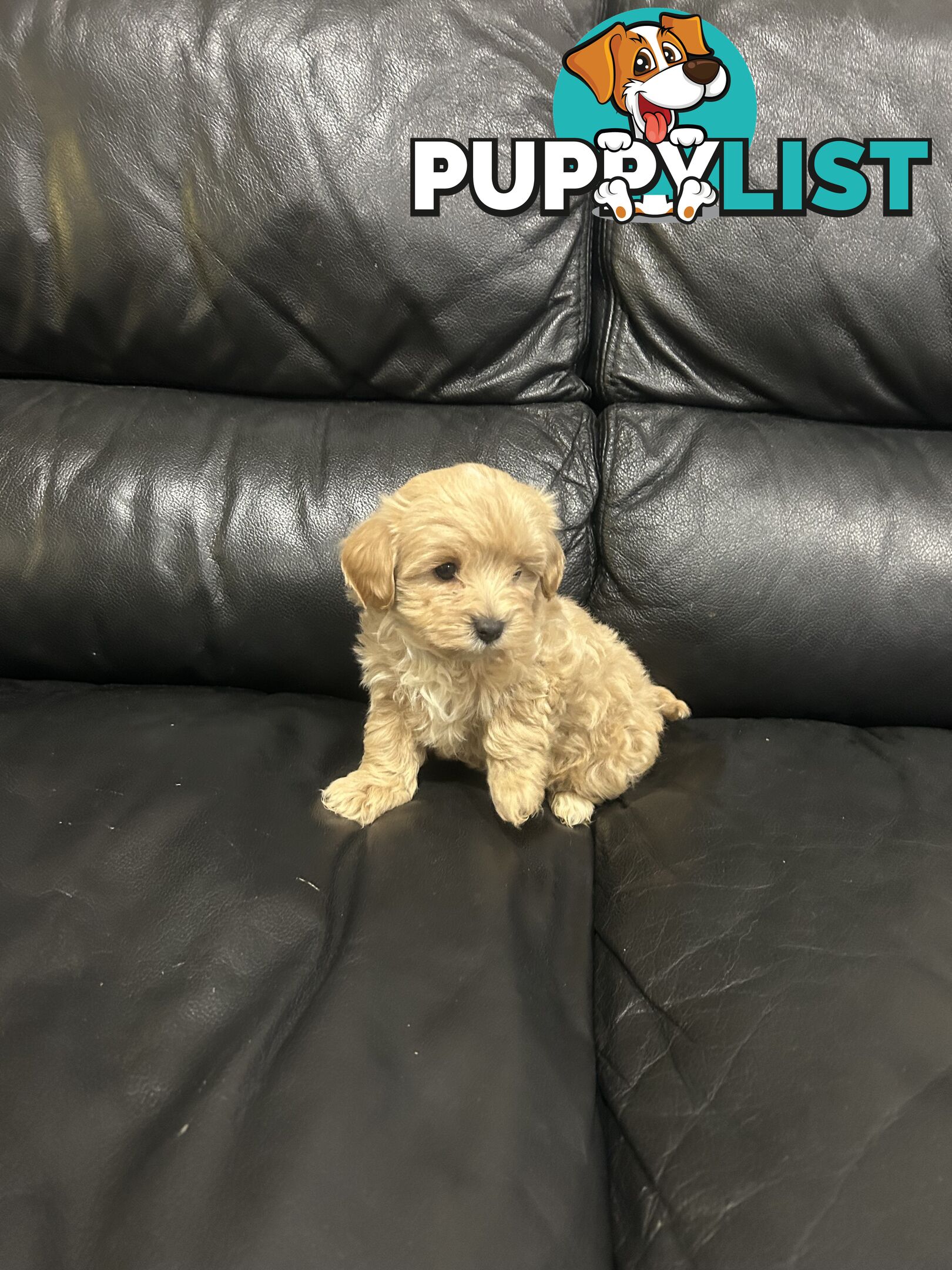 Gorgeous Moodle for Sale
