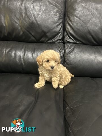 Gorgeous Moodle for Sale