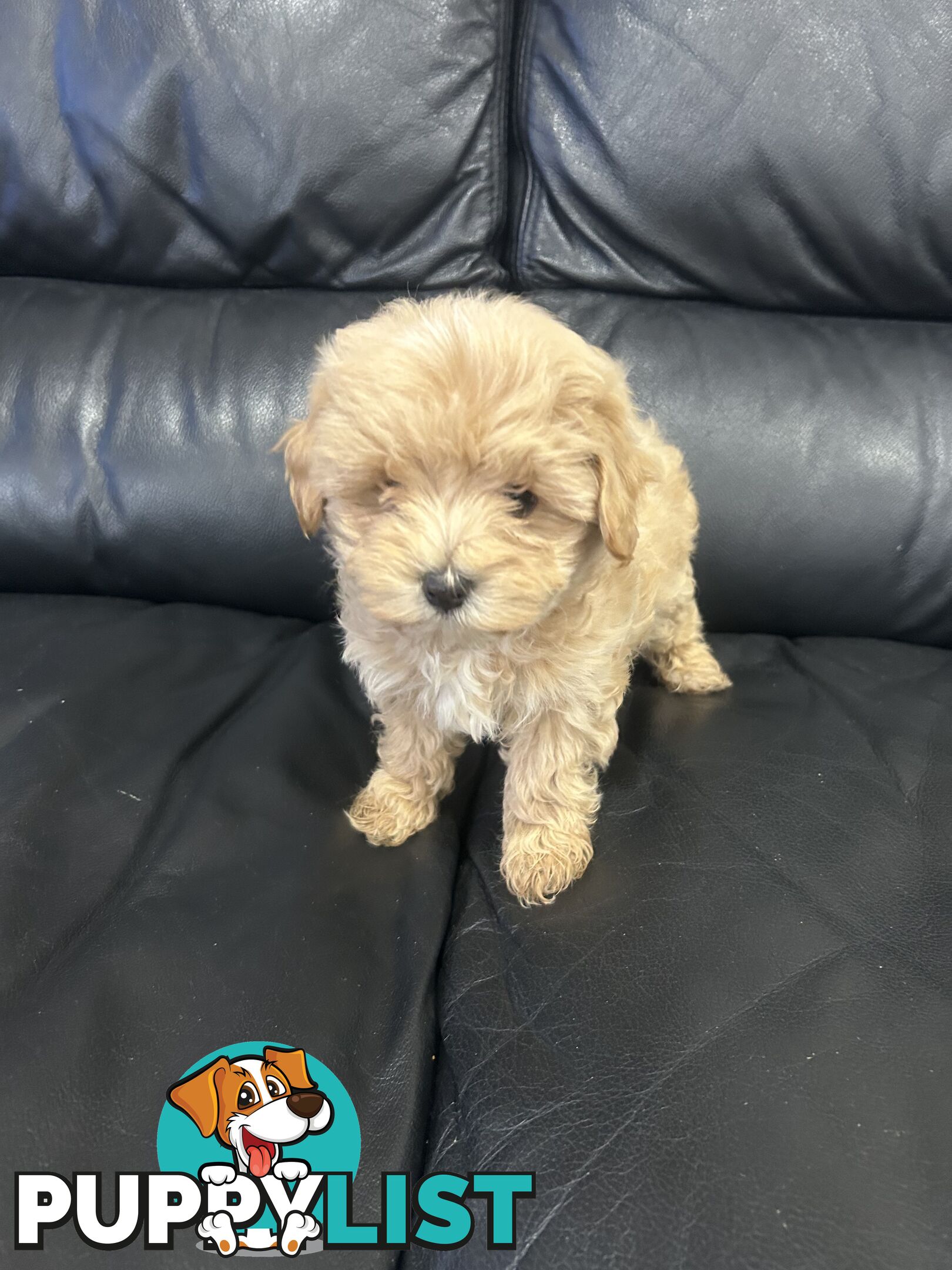 Gorgeous Moodle for Sale
