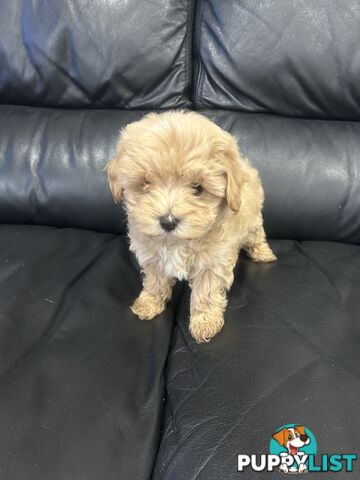 Gorgeous Moodle for Sale