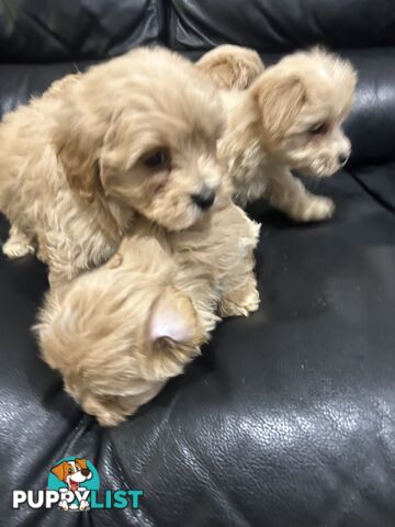Gorgeous Moodle for Sale