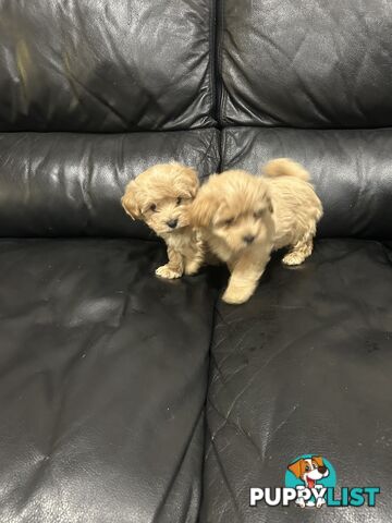 Gorgeous Moodle for Sale
