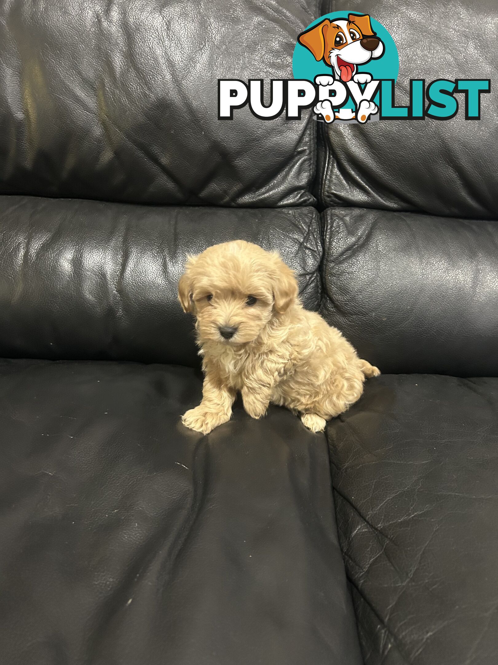 Gorgeous Moodle for Sale