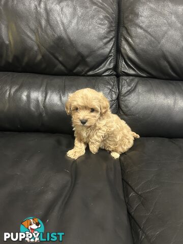 Gorgeous Moodle for Sale