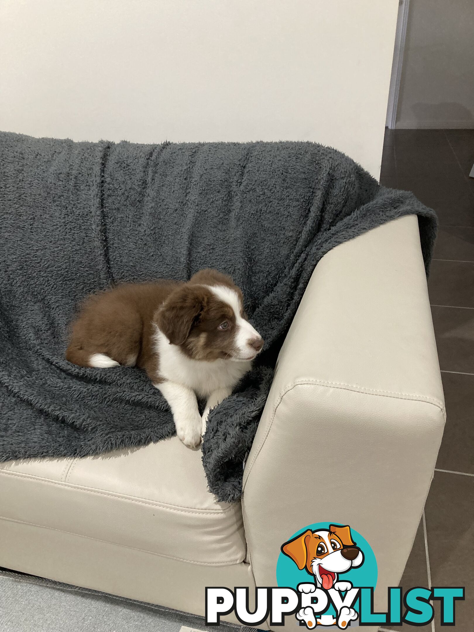 ADORABLE FEMALE BORDER COLLIE PUPPY