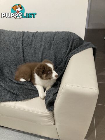 ADORABLE FEMALE BORDER COLLIE PUPPY